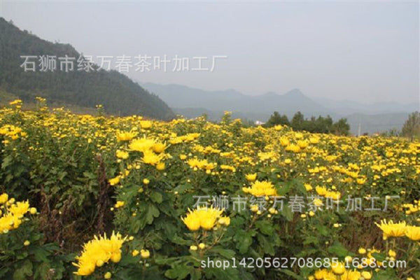 Yellow Chrysanthemum Tea Box of 30 Individual Sachets One cup one flowe