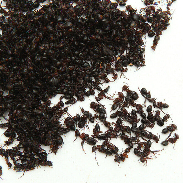 China Wild Chang Bai Shan Mountain Black Ant Vic Roger Polyrhachis Premuim 500g