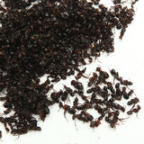 China Wild Chang Bai Shan Mountain Black Ant Vic Roger Polyrhachis Premuim 500g