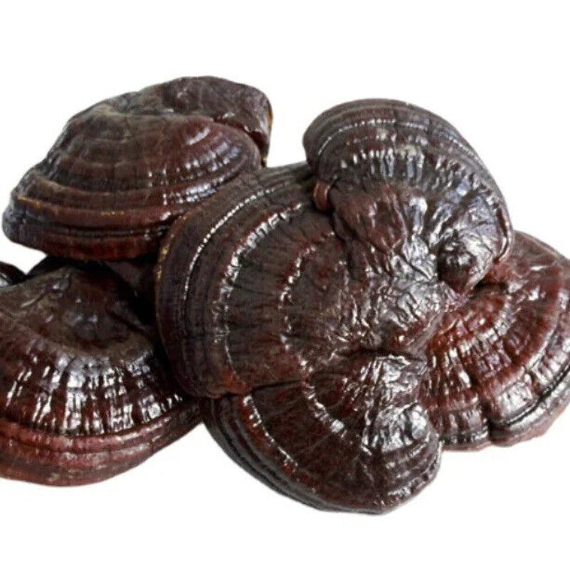 500g Dried Lingzhi Mushroom Cultivation Ganoderma Lucidum Meat Mushroom Secondary image