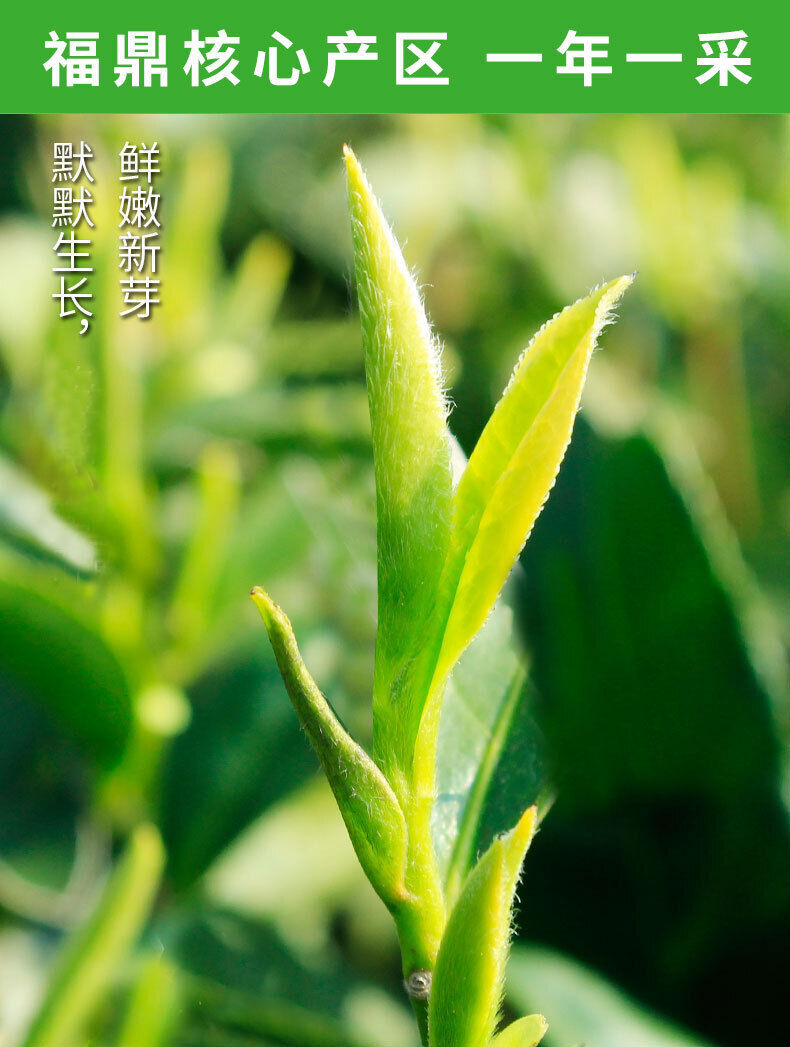 500g Fuding white tea white peony king loose tea Panxi Ming Qian tea