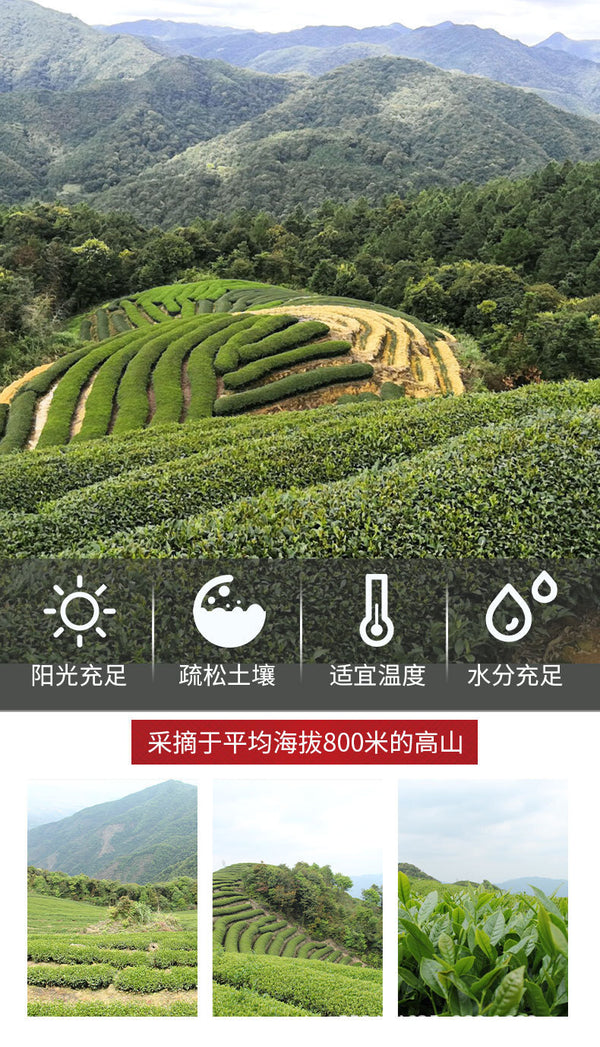 Fruit Aroma Rougui Medium Roast Charcoal Roasted Oolong Tea Wuyi Rock Tea