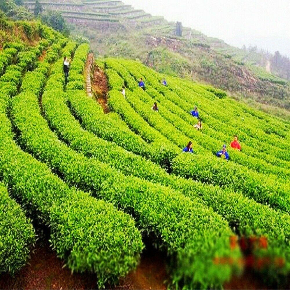 Premuim Xinyang Maojian Green Tea Traditional Loose Leaf Mao Jian Tea 100g~500g