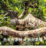 300g Yunnan Pu'er Raw Tea Early Spring Tea Xigui Ancient Tree Gold Bar Tea Brick