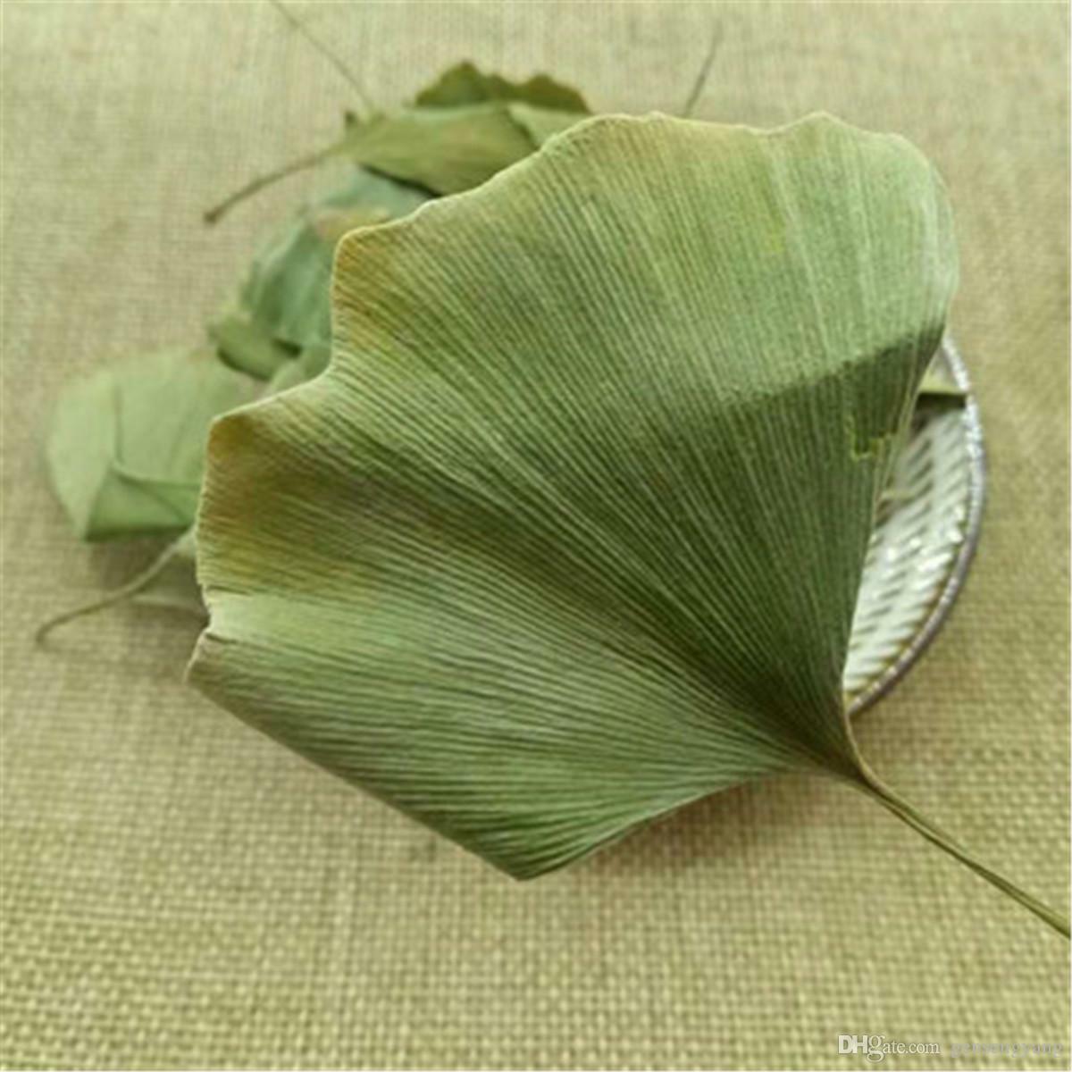 Ginkgo Biloba Blätter Ginkgo Biloba Leaves Chinese Wild Ginkgo Tea Medicinal Tea