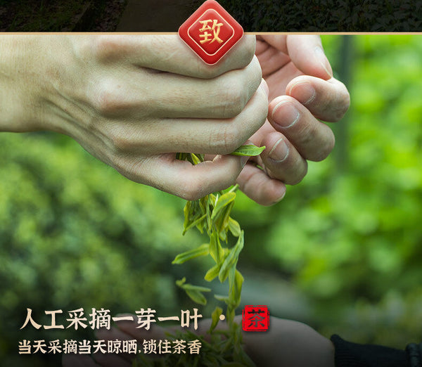 Minggulan Yunwu Maojian Tea  Green Tea Spring Good Tea Stir-fried Young Buds 76g