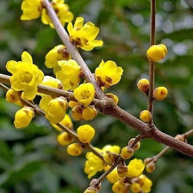 Dried Lappa Flower Tea Herbal Lappa Flower Infusion Tea Secondary image