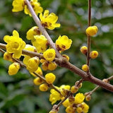 Dried Lappa Flower Tea Herbal Lappa Flower Infusion Tea
