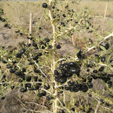 Recommend Organic Big Black Goji Berry Black Wolfberry
