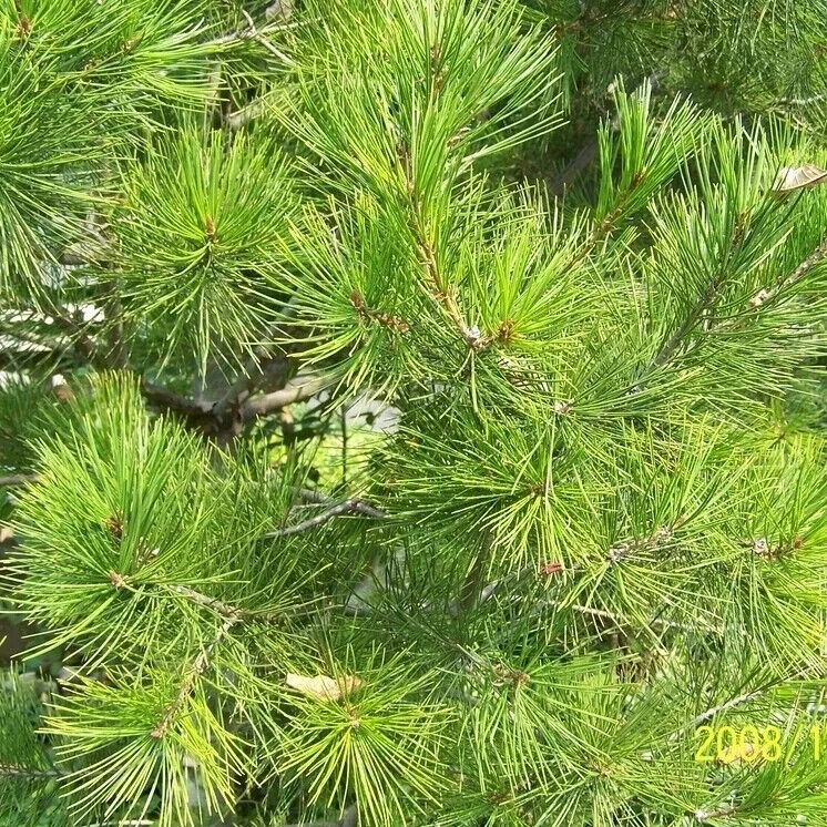 First Grade Natural Chinese Herbs Pine Needles Tea for Improving Sleeping