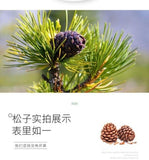 Premium Pine Nuts Large Kernel Handpicked Healthy Snack Natural Protein