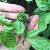 Chinese Ginseng Flower Tea Healthy and Natural Dried Herbal Tea Renshen Hua