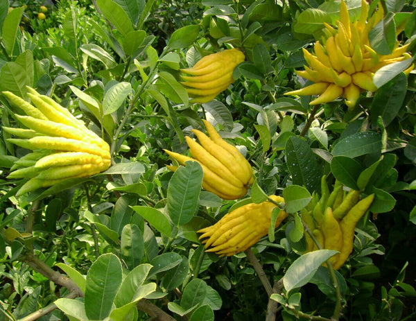 Hohe Qualität Getrocknete Fingered Citrus Shredded Bergamotte Frucht Kräutertee