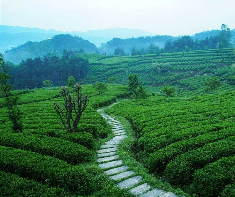 TeaBlack Tea Chinese Tea 357g Yunnan Ripe Pu-Erh Organic Puerh Tea Cake Lose Weight