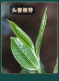 Pu'er Tea Raw Tea Early Spring Tea Big Tree Small Tuo Tea Yunnan Raw Pu'er 500g
