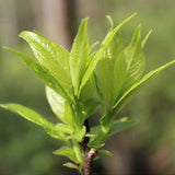 Organic Dried Folium Eucommia Eucommia Ulmoides Oliv Eucommia leaf Du Zhong Ye