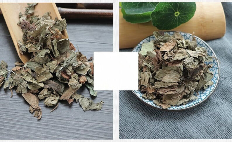 Yu Xing Cao/鱼腥草/어성초 /Harvested Dried Loose Leaves /Houttuynia Cordata Tea Secondary image