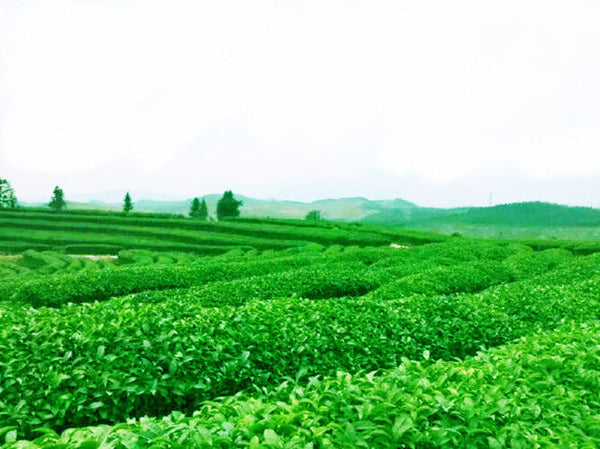 125g Fresh Natural China Oil Cut Black Oolong Tea Slimming Baked Tea Health Care