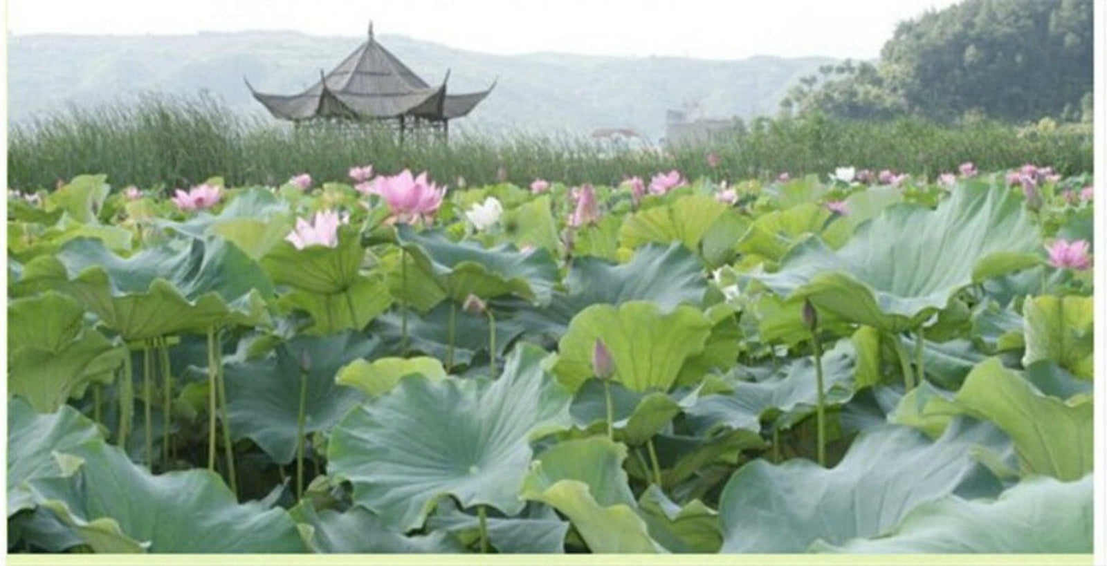 Lotus Leaf Tea 20g Dried Loose Herb Traditional Herbal Blend Wellness Support
