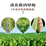 Xishuangbanna Sweet Sticky Corn – Wholesale Vacuum Pack