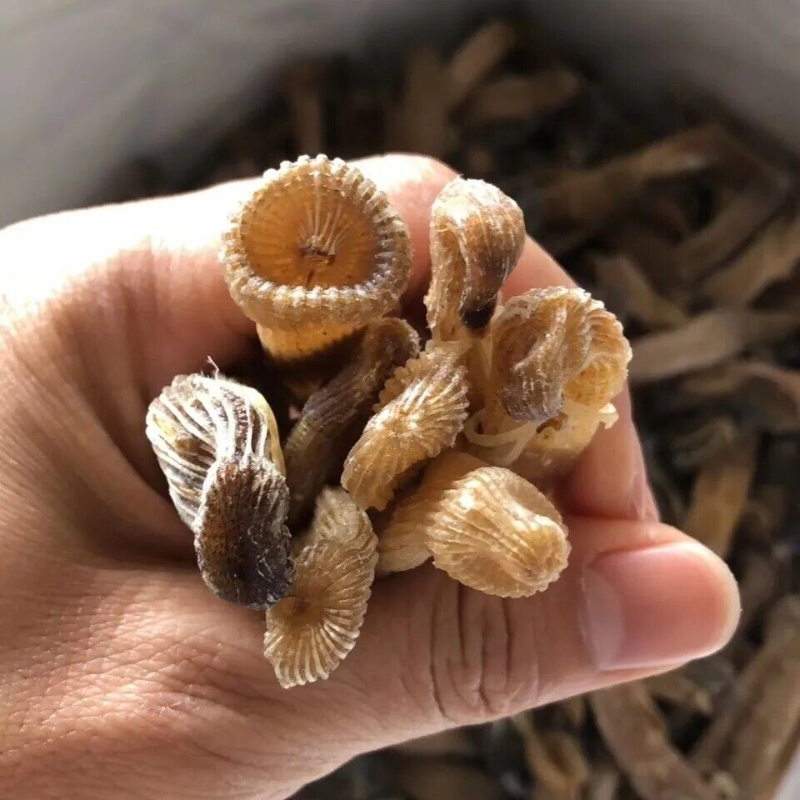 50g high-quality precious seafood dried Sipunus nudus sandworm Secondary image