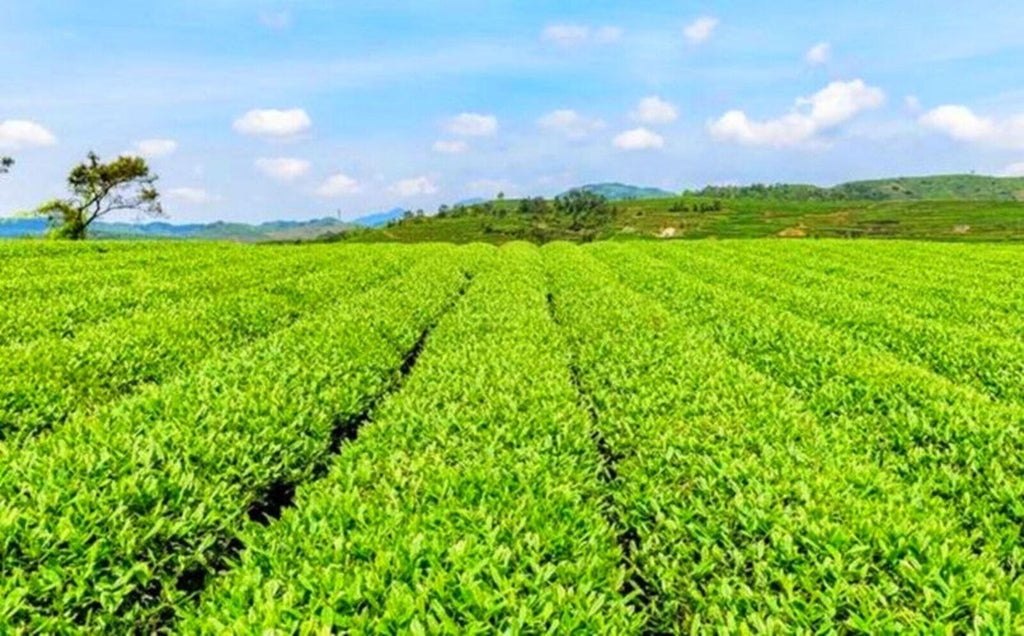 Milky Oolong, Dahongpao Black Tea  Tieguanyin Green Tea Set 15 Bags in Total