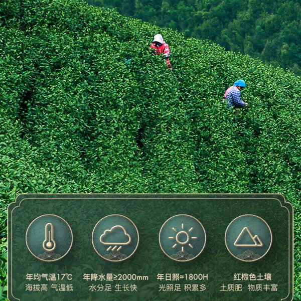 One Leaf Green Tea Chinese Tea100g Early Spring Anji Baicha White Tea One Bud
