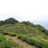 Rich Milk Arom Taiwan Ali Mountain Tea Premium Jin Xuan Oolong Tea Ideal Gift