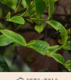 300g Manzon Yunnan Pu'er tea raw tea leaves old tree pine pressed brick tea