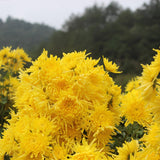 4 Pcs Organic Chrysanthemum Herbal Tea Golden Chrysanthemum Tea