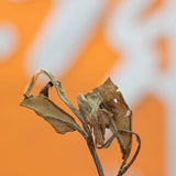 Fuding White Tea 2013 Gongmei Old White Tea Jujube Fragrance Alpine Tea 500g