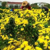 Organic Gold Huang Ju 4 Pcs Large Chrysanthemum Flower Tea Herbal Tea in Summer