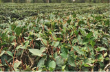 New Fuding White Shoumei Lao Bai Cha Old White Tea Natural Health Care 300g