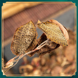Heat clearing and Detoxify Anoectochilus formosanus, Jin Xian Lian, Tea 50g