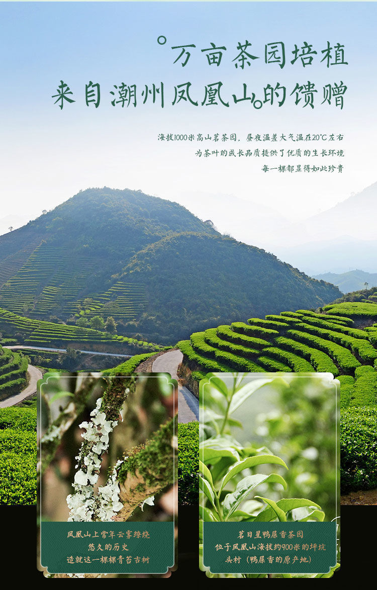 Ya Shi Xiang Honey Orchid High Mountain Tea Authentic Phoenix Dancong Oolong Tea