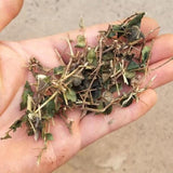 Organic Dried Herba Tea Damnacanthus Indicus Gaertn, Xiu Hua Zhen