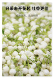 2025 Jasmine Mao Feng Tea Ming Qian Premium Green Tea Fresh Buds Strong Aroma