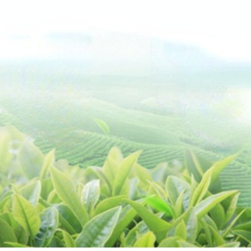 Organic Green Tea Huangshan Maofeng Tea In Bulk China Green Tea Health Care 250g