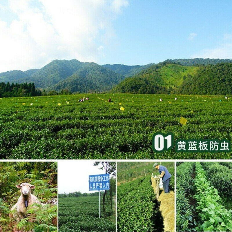 150g High Mountain Oolong Tea Yunnan Teng Chong Premium Jade Taiwan Oolong