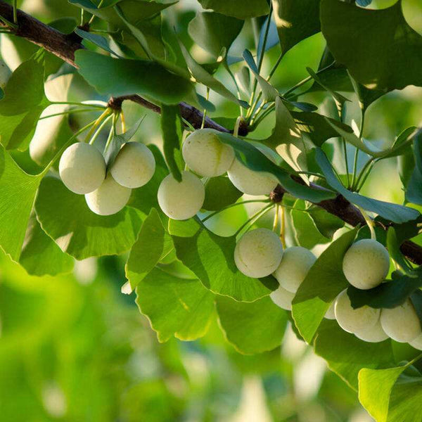 Natural Ginkgo Biloba Ripe Silver Apricot Nut Aphrodisiac Qualities