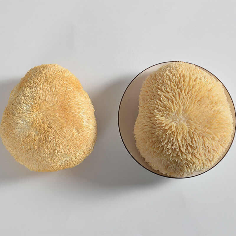 250g Hericium Erinsceus Mushroom Premium Lions Mane Mushroom Chinese Dried Goods