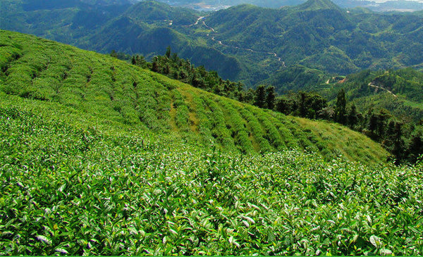 500g Fuding white tea white peony king loose tea Panxi Ming Qian tea