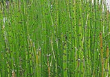HORSETAIL PREMIUM HARVEST HERBAL TEA 500g Equisetum arvense HERB DRIED