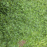 2025 Premium Longjing Tea Pieces - Fragrant Broken Leaves High Grade Daily Tea