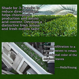 Organic Matcha Green Tea Powder Unsweetened Tea Weight Loss Products 250g/8.8oz