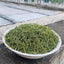 Organic Nature Pine Needle tea, Pine tea, Song Zhen
