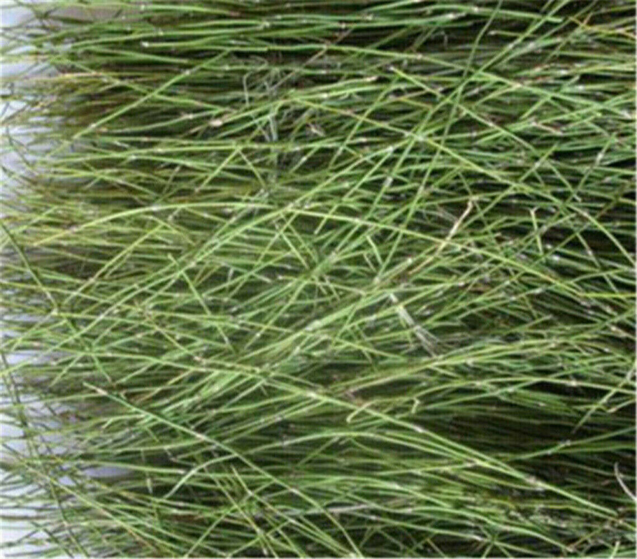 250g Mo fang Green Tea Natural Mufang Tea Health Care Herbal Tea Mormon Tea