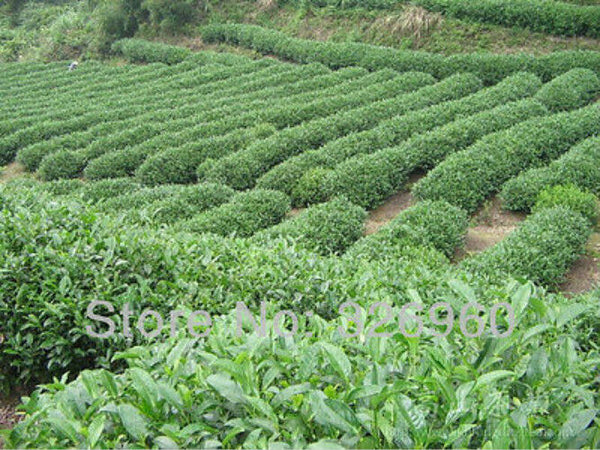 Wohlriechende Art Traditioneller Oolong-Tee TiKuanYin Grüner Tee Anxi Tieguanyin