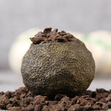 Pu-Erh Tea Crushed Stone Tea Little Green Mandarin Pu'er Tea 500g Tangerine Peel