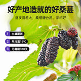 200g Dried Black Mulberries No Sand Premium Grade Sweet and Fragrant